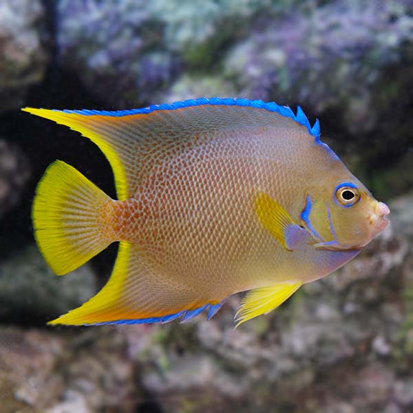 Blue Angelfish 